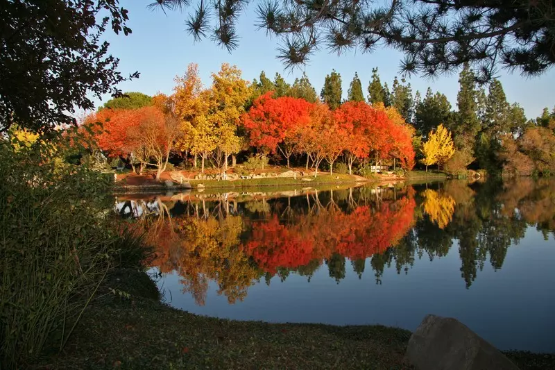 Autumn trees reflected in the water at Woodward Park in Fresno