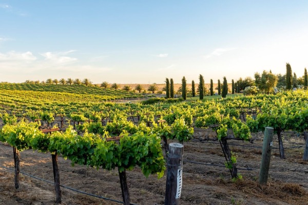 Vineyard rows at Toca Madera Winery in Madera County